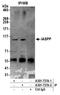 RelA-associated inhibitor antibody, A301-737A, Bethyl Labs, Immunoprecipitation image 