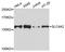 AE 2 antibody, A7729, ABclonal Technology, Western Blot image 