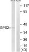 G Protein Pathway Suppressor 2 antibody, LS-C199012, Lifespan Biosciences, Western Blot image 