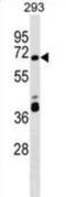 Zinc Finger Protein 79 antibody, abx029965, Abbexa, Western Blot image 