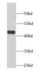 Negative Elongation Factor Complex Member E antibody, FNab05658, FineTest, Western Blot image 