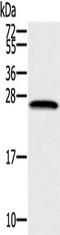SSX Family Member 1 antibody, TA350450, Origene, Western Blot image 