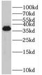 Pre-MRNA Processing Factor 38A antibody, FNab06815, FineTest, Western Blot image 