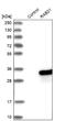 Ras-related protein Rab-21 antibody, NBP1-81544, Novus Biologicals, Western Blot image 