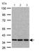 DNA repair protein XRCC4 antibody, ab97351, Abcam, Western Blot image 