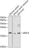 Actin-related protein 2/3 complex subunit 5 antibody, GTX64739, GeneTex, Western Blot image 