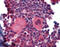 Homeobox protein Nkx-2.3 antibody, ARP36944_P050, Aviva Systems Biology, Immunohistochemistry paraffin image 