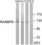 RAN Binding Protein 6 antibody, abx014781, Abbexa, Western Blot image 