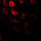 Importin 5 antibody, abx225252, Abbexa, Western Blot image 