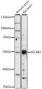 EF-Hand Calcium Binding Domain 3 antibody, 16-474, ProSci, Western Blot image 