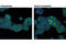 Interferon Regulatory Factor 3 antibody, 11904S, Cell Signaling Technology, Immunocytochemistry image 