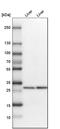 Ketohexokinase antibody, HPA007040, Atlas Antibodies, Western Blot image 