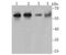 Methionine aminopeptidase 2 antibody, A03648-1, Boster Biological Technology, Western Blot image 