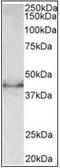 Doublecortin antibody, AP32017PU-N, Origene, Western Blot image 
