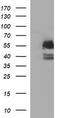 CgA antibody, TA506094AM, Origene, Western Blot image 