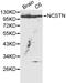 Nicastrin antibody, LS-C192373, Lifespan Biosciences, Western Blot image 
