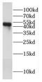 Cytochrome C Oxidase Assembly Homolog COX15 antibody, FNab01893, FineTest, Western Blot image 