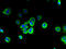 S1P3 antibody, A67154-100, Epigentek, Immunofluorescence image 