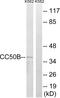 Transmembrane Protein 30B antibody, GTX87573, GeneTex, Western Blot image 
