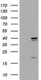 Thymidylate Synthetase antibody, TA801791BM, Origene, Western Blot image 