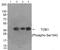Protein Tob1 antibody, AP55833PU-N, Origene, Western Blot image 