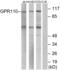 Probable G-protein coupled receptor 110 antibody, abx015251, Abbexa, Western Blot image 
