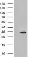 Myo-Inositol Oxygenase antibody, CF501454, Origene, Western Blot image 