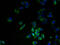 fMet-Leu-Phe receptor antibody, A59150-100, Epigentek, Immunofluorescence image 