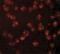 Nucleoporin 107 antibody, NBP1-76927, Novus Biologicals, Immunocytochemistry image 