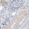 GC-A antibody, PA5-57124, Invitrogen Antibodies, Immunohistochemistry frozen image 