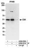 C-Src kinase antibody, A304-231A, Bethyl Labs, Immunoprecipitation image 