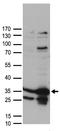 Casein kinase II subunit beta antibody, TA890031, Origene, Western Blot image 