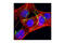 Caveolin 1 antibody, 3267T, Cell Signaling Technology, Immunofluorescence image 