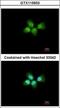ANP32A antibody, GTX115933, GeneTex, Immunofluorescence image 