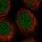 Chromosome 5 Open Reading Frame 51 antibody, HPA043779, Atlas Antibodies, Immunofluorescence image 