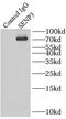 Sentrin-specific protease 3 antibody, FNab07713, FineTest, Immunoprecipitation image 