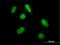 PHD Finger Protein 20 Like 1 antibody, H00051105-B01P, Novus Biologicals, Immunocytochemistry image 