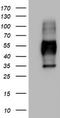 SCARA1 antibody, TA802779AM, Origene, Western Blot image 