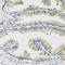 Cystatin C antibody, LS-C331541, Lifespan Biosciences, Immunohistochemistry paraffin image 