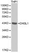Chitinase 3 Like 1 antibody, abx001440, Abbexa, Western Blot image 