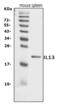 Interleukin 13 antibody, A00077-2, Boster Biological Technology, Western Blot image 