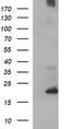 Cytochrome B-245 Chaperone 1 antibody, TA506980S, Origene, Western Blot image 