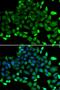 Copper Metabolism Domain Containing 1 antibody, MBS129720, MyBioSource, Immunofluorescence image 