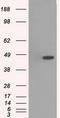 MK12 antibody, CF500500, Origene, Western Blot image 
