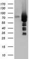 Rho GTPase Activating Protein 25 antibody, TA501748, Origene, Western Blot image 