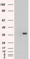 p42-MAPK antibody, CF500469, Origene, Western Blot image 
