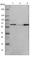 G-Patch Domain And KOW Motifs antibody, HPA000287, Atlas Antibodies, Western Blot image 