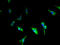 Calcium Homeostasis Modulator 3 antibody, A65770-100, Epigentek, Immunofluorescence image 