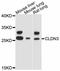Claudin 3 antibody, abx125680, Abbexa, Western Blot image 
