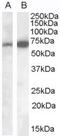 Cell Adhesion Molecule 4 antibody, MBS421556, MyBioSource, Western Blot image 